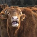 비올라의원 이미지