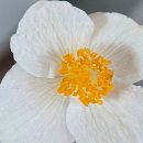 아구에꽃이피네 이미지