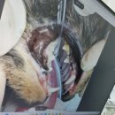 다솜고양이메디컬센터 | 다솜동물메디컬센터 금정점 다솜고양이메디컬센터 고양이중성화후기