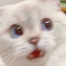 세화산부인과의원 | 산전검사 후기, 풍진 IgM 재검 이야기