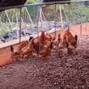 행복양계장 이미지