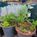 대풍농약사 이미지