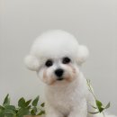 댕실댕실 이미지