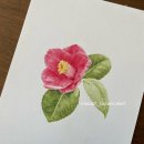 색연필로 그리는 꽃, 보태니컬 아트 | [공지] [현대백화점 압구정점 수업 안내] 색연필로 그리는 꽃과 열매, 보타니컬아트 2월