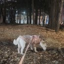 강아지 발바닥 껌 떼는법 강아지 산책 발 껌 제거 풋마스터 바비온 발 털 바리깡 생생후기