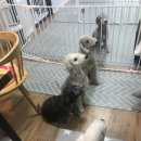 상희독스 아카데미 이미지