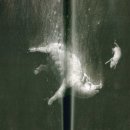 돼지들의이야기 이미지