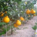 서당농장 이미지