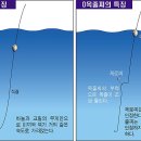 최고 인기 대상어 한국[감성돔] ,일본[벵에돔] 이미지