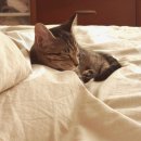 슬기로운 집사생활 이미지