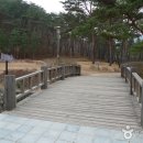 솔향 - 보령시 | 솔향