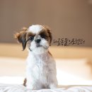 북부 동물병원 | 청주 북부 동물병원. 강아지 목에 혹? 침샘낭종 침샘점액낭종/침샘류 제거 수술적 치료 후기