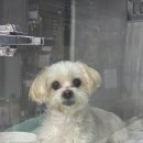 24시 리본동물의료센터 이미지