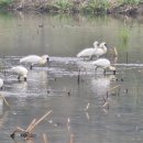 연꽃테마파크 이미지