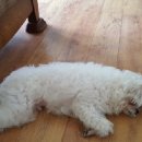 푸른펫살롱 이미지