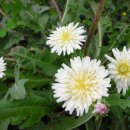 하얀민들레 이미지