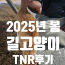 부산진구-25 | 2025년 봄 부산진구 길고양이 중성화 후기(feat 내생에 두번째 TNR, 용기를 가지세요!!어렵지 않아요!!)