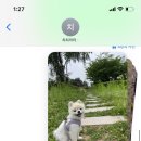 치치까까 이미지