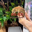 위드 | 인천크레스티드게코 파충류샵 인천도마뱀 분양샵 위드게코 방문후기