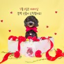 카네이션 퍼피호텔 이미지