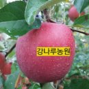 강나루농원