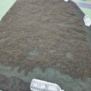 다이어트 뼈건강 향암효과 고혈압 예방 탈모예방등 건강에 아주 좋은 바다의 불로초라 불리는 톳 삼겹살 구워 드실때도 같이 드시면 좋습니다 이미지