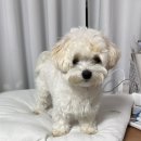 베이비그룸 | 대전/ 강아지 미용실 추천🌟베이비그룸 내돈내산 후기