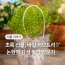 논현꽃집 추천ㅣ허브 화분 꽃 선물 반포 ‘나무수플라워앤가든’ 방문 후기
