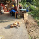 단양정민박 네이버블로그