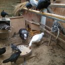 장수오골계 이미지