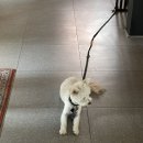 카페티그레 이미지