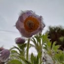 백두산분홍할미꽃 이미지