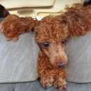 개왕마마 이미지