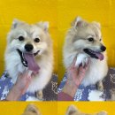 루루는포메 이미지