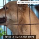 천연기념물 진도개 식용개 논란 (SBS 애니멀봐) 이미지