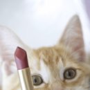 CAT 이미지