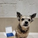 베베시오 이미지