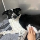 오 동물병원 이미지