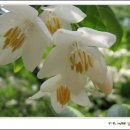 하얀종 하얀꽃배 - 때죽나무꽃 이미지