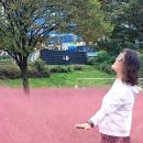 10월18일(토)하남경정공원-핑크뮬리 이미지