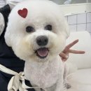 발렌티몽 이미지