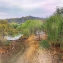 [4. 2 토요걷기] 서울숲-응봉산-남산숲길, 개나리 벚꽃따라 꽃길로만 걸어요~ 이미지