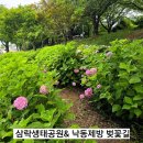 사상구 삼락동 낙동제방 벚꽃길 도로변 수국은 꽝 삼락생태공원 꽃 테마정원 소소한 꽃구경, 아파트...