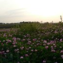 고향에봄 이미지