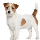 로얄 동물 이미지