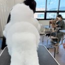 펫아카데미경남학원 네이버블로그
