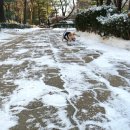 말티와푸들이사는집 이미지