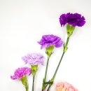 시니어모델워킹 이미지