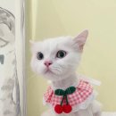 미야옹실 이미지