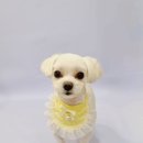 이모네 강아지 이미지